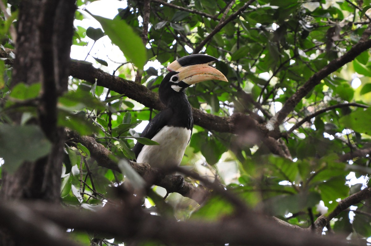 Malabar Pied-Hornbill - ML642757403