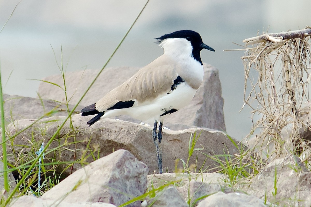 River Lapwing - ML642757410