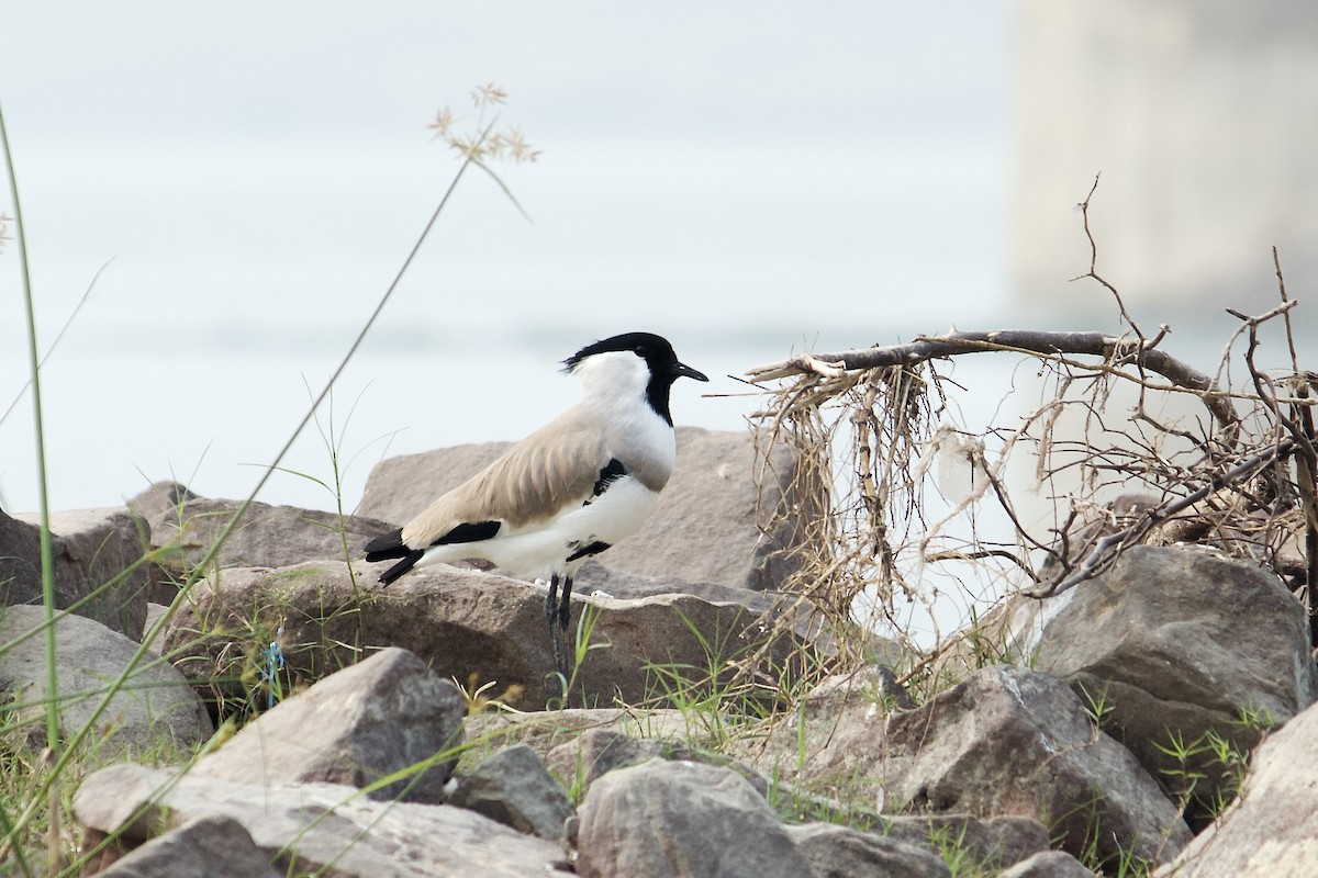 River Lapwing - ML642757411