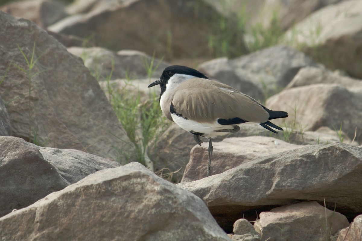 River Lapwing - ML642757412