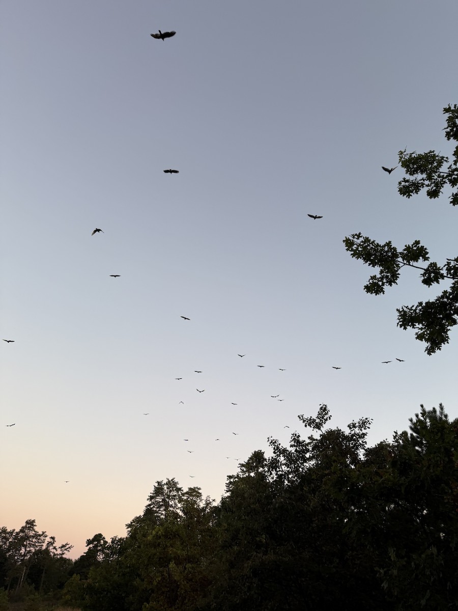 Turkey Vulture - ML642757416