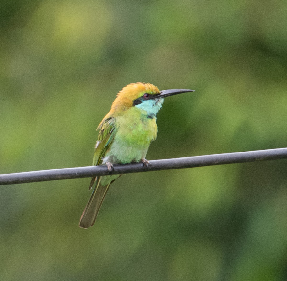 Asian Green Bee-eater - ML642757417