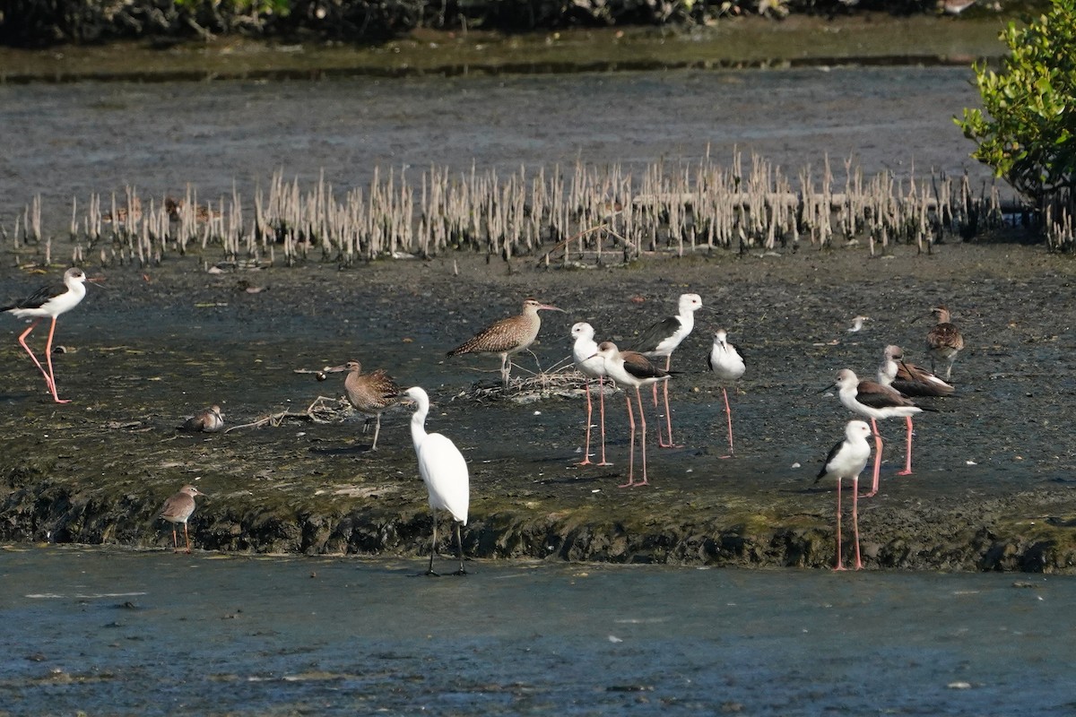 Whimbrel - ML642757440