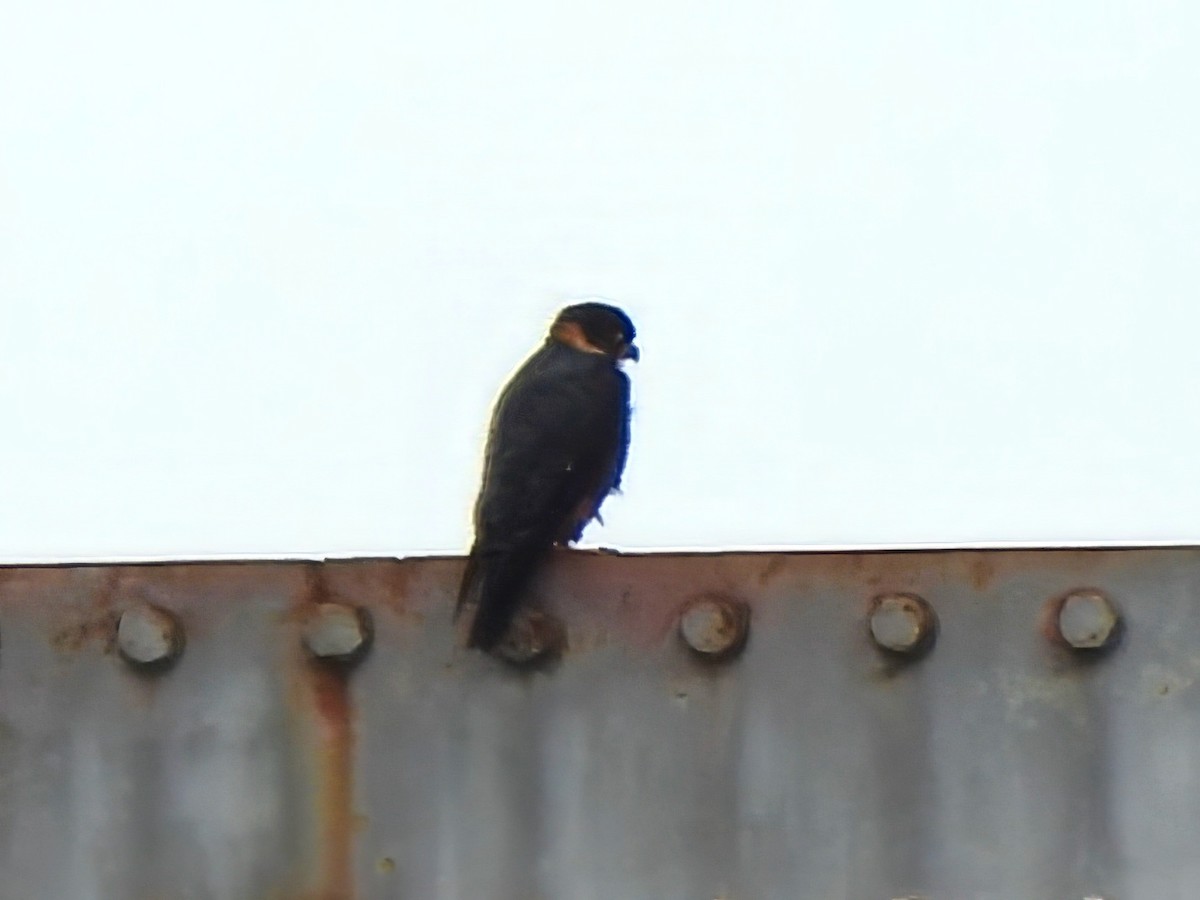 Bat Falcon - ML642757452