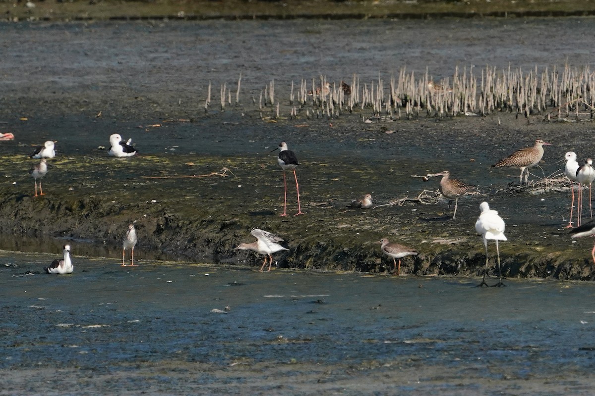 Common Redshank - ML642757454