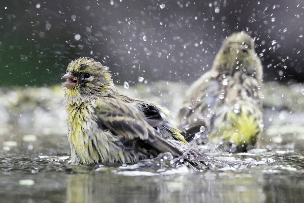 European Serin - ML642757471