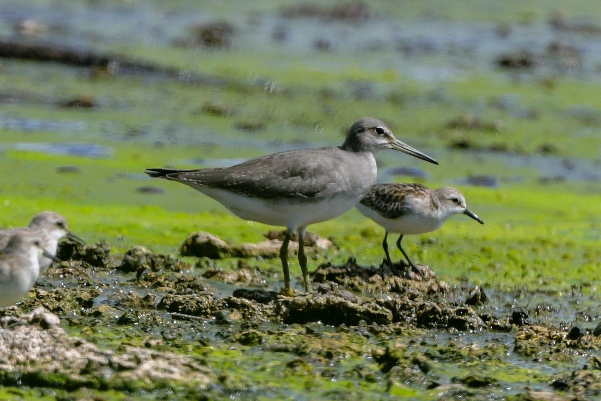 Gray-tailed Tattler - ML642757481