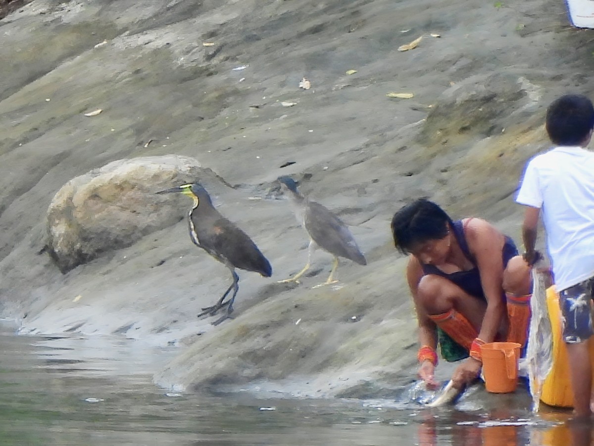 Bare-throated Tiger-Heron - ML642757485