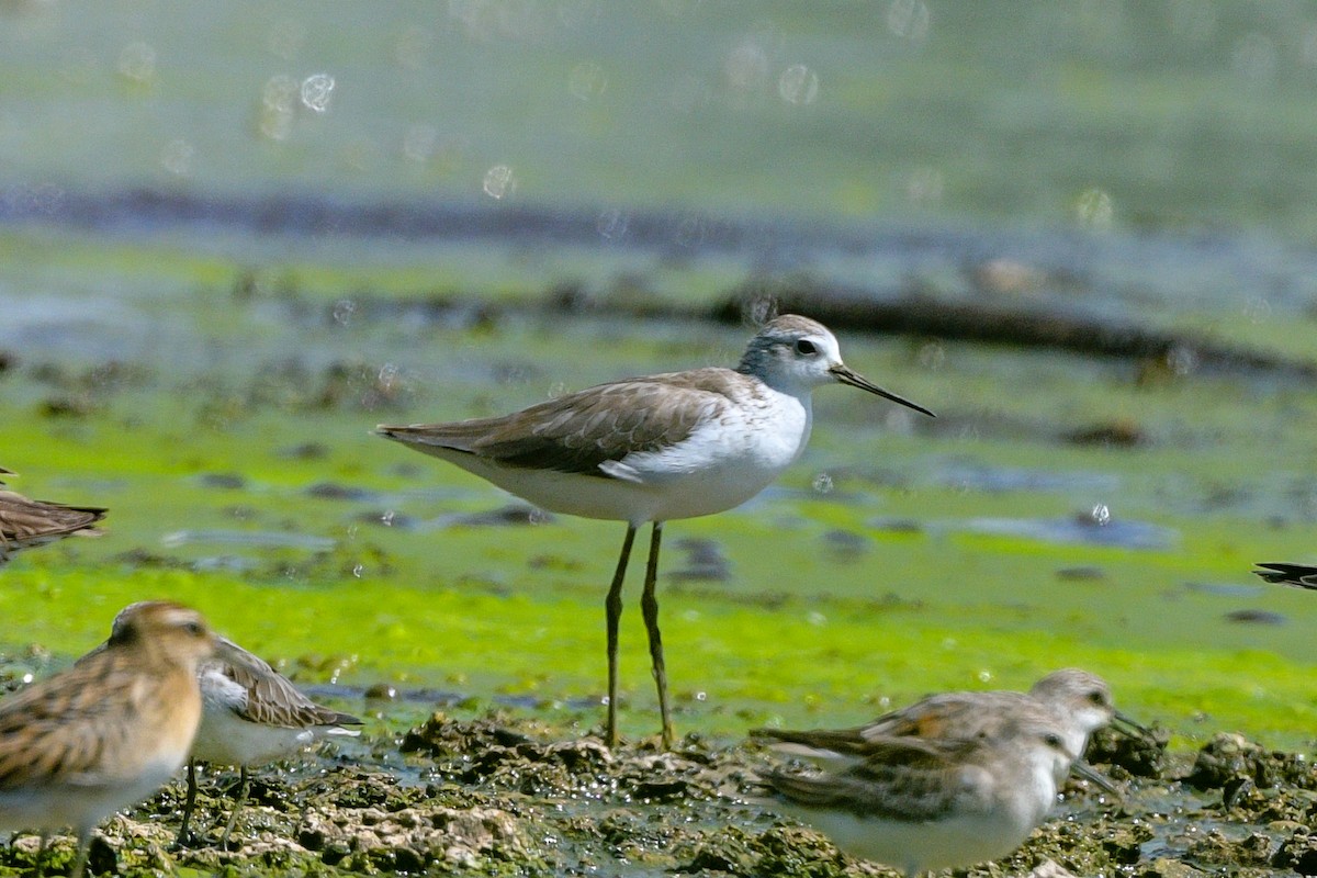 Marsh Sandpiper - ML642757487