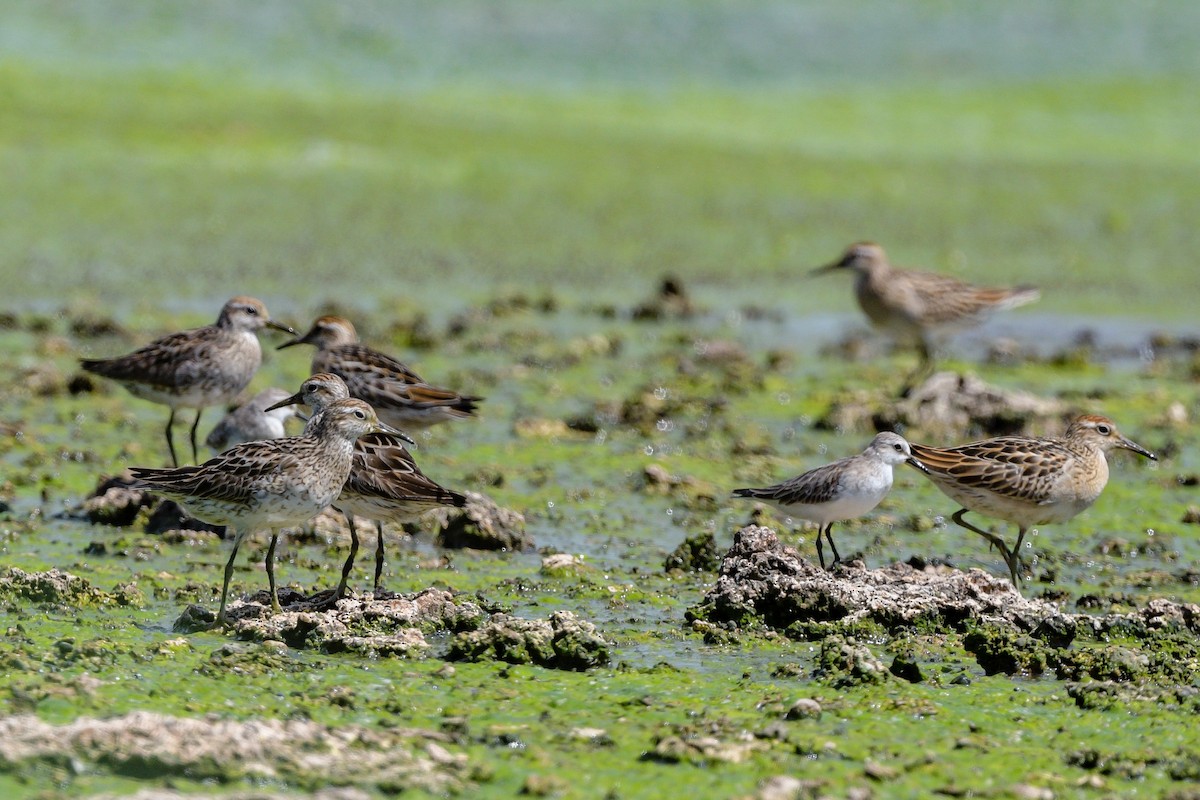 Sharp-tailed Sandpiper - ML642757490