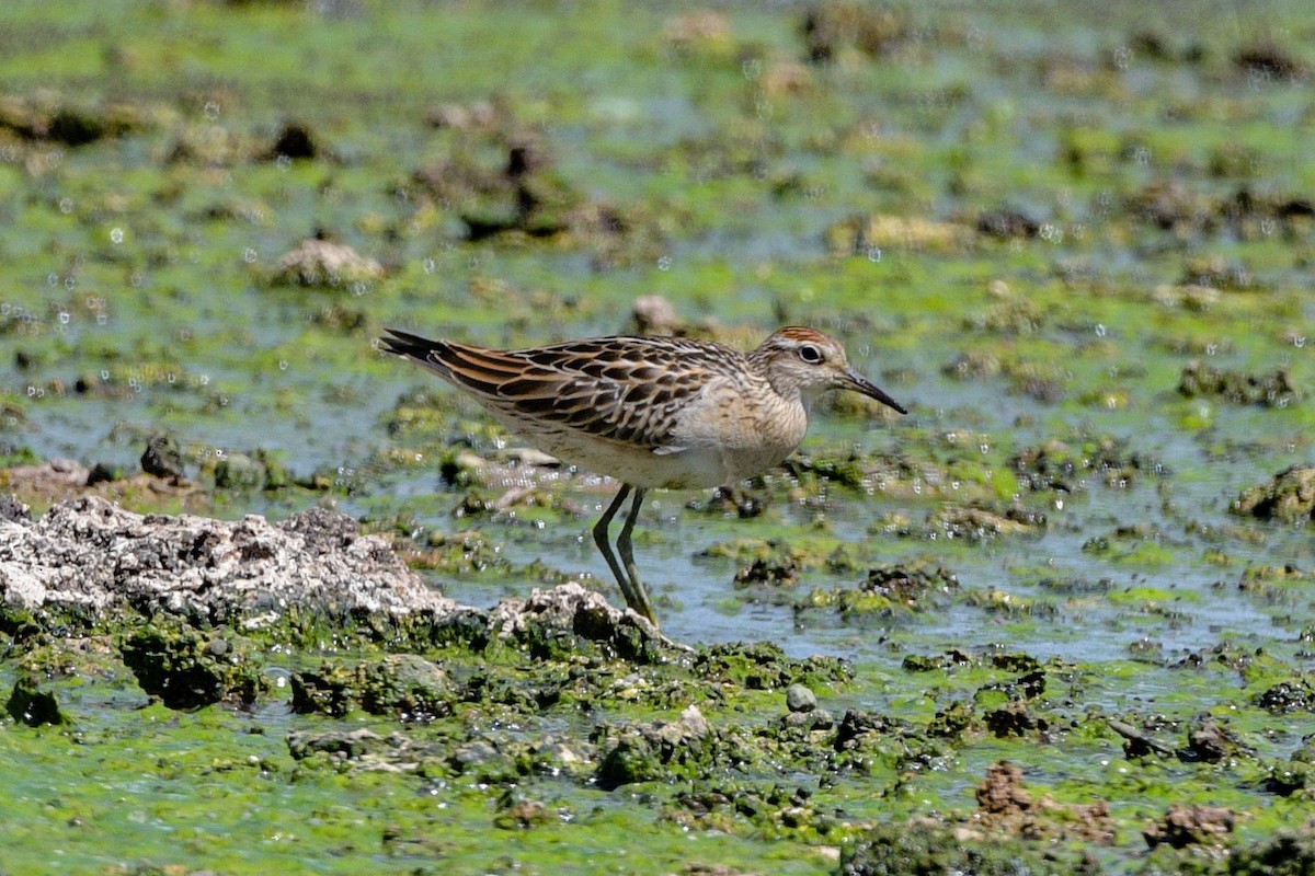 Sharp-tailed Sandpiper - ML642757491
