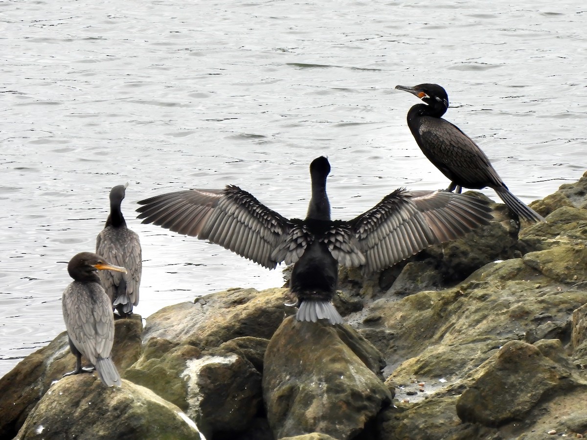 Cormoran vigua - ML642757492