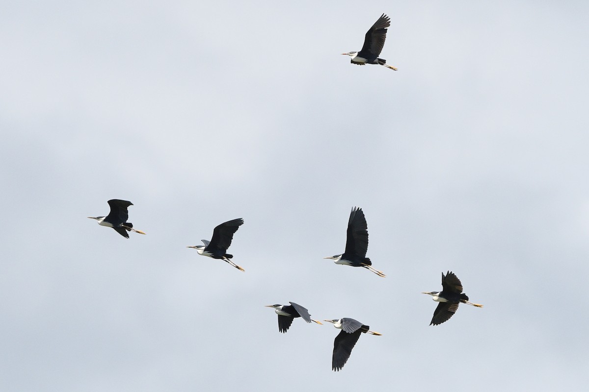 Pied Heron - ML642757496