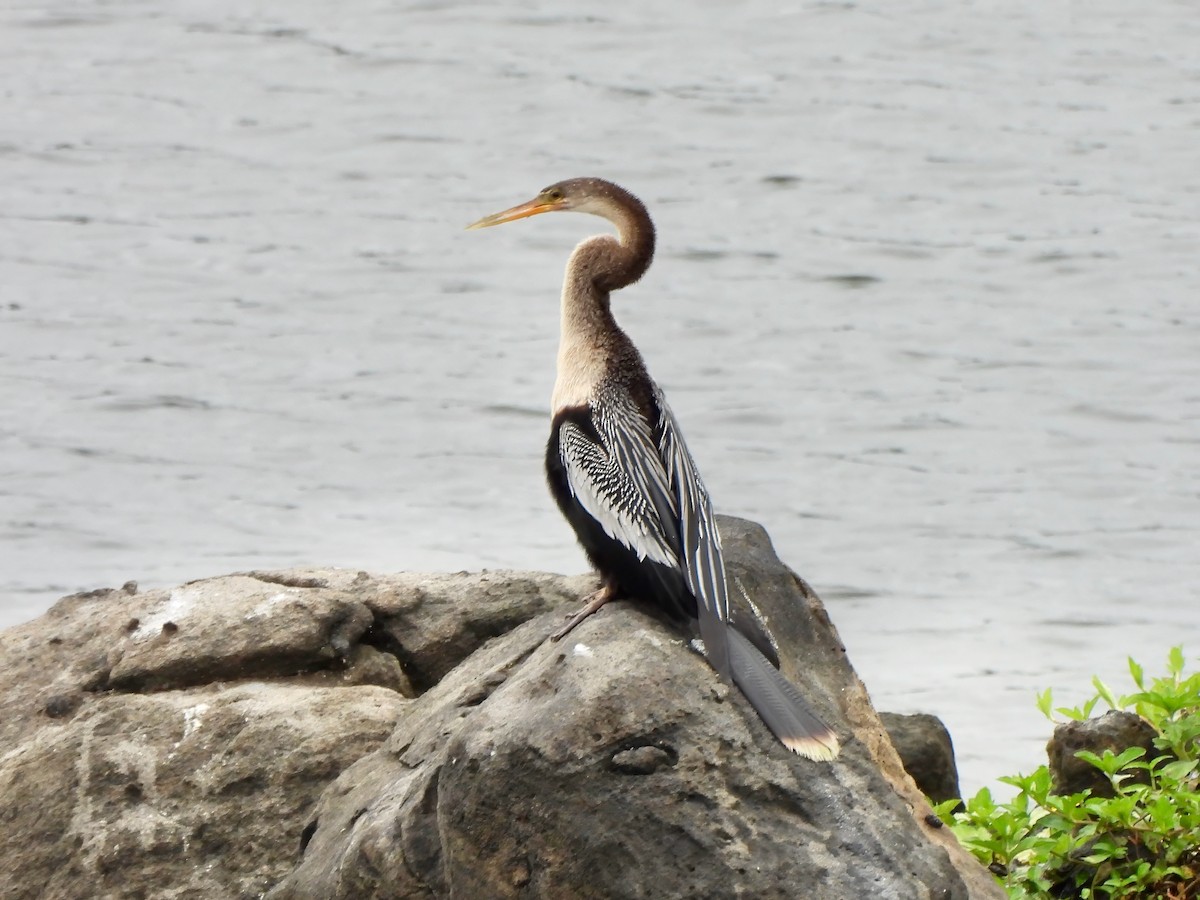 Anhinga d'Amérique - ML642757498