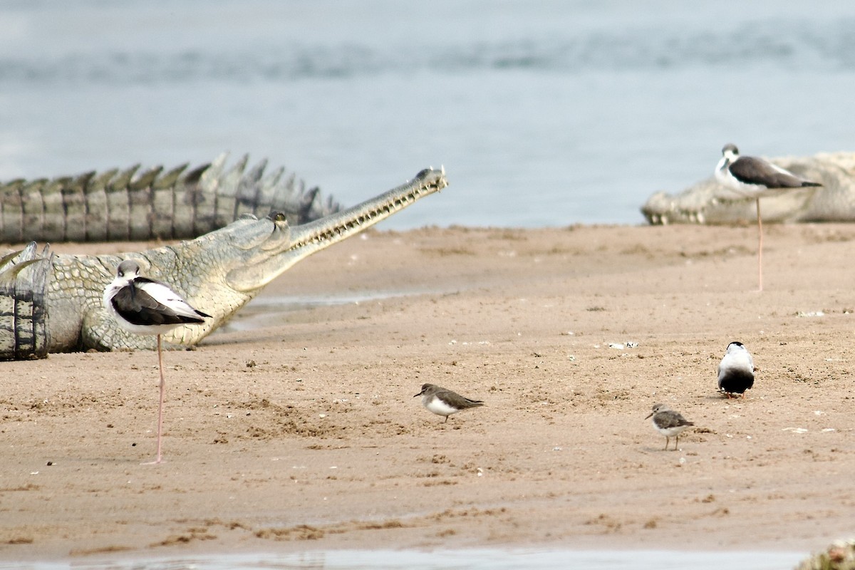 temmincksnipe - ML642757507