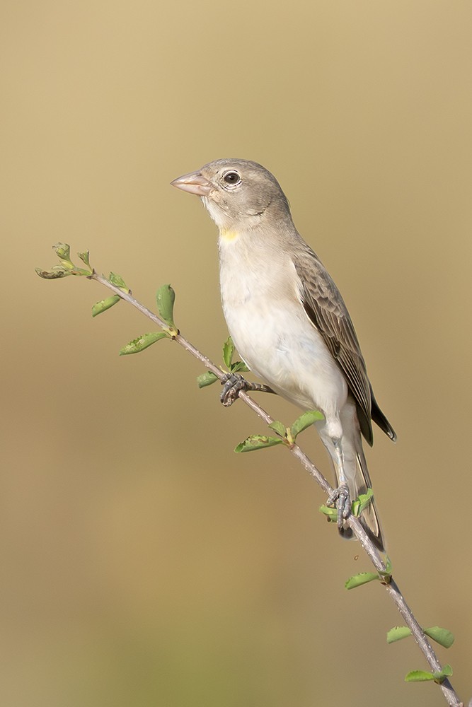 Yellow-spotted Bush Sparrow - ML642757511