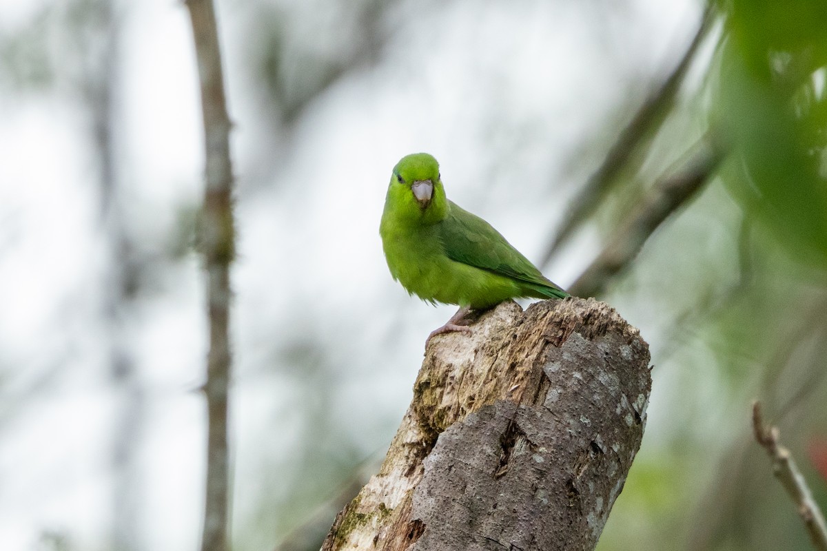 Pacific Parrotlet - ML642757516