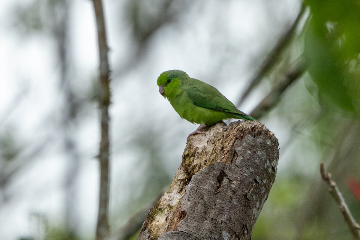 Pacific Parrotlet - ML642757517