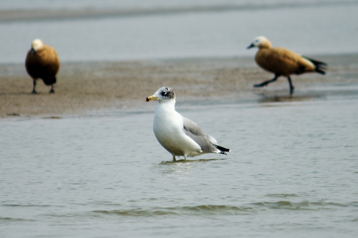 Pallas's Gull - ML642757518