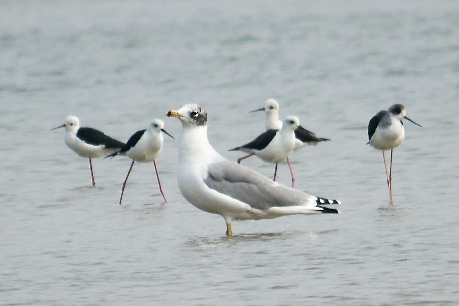 Pallas's Gull - ML642757519
