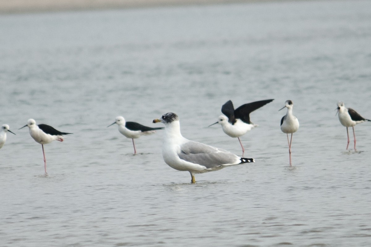 Pallas's Gull - ML642757520