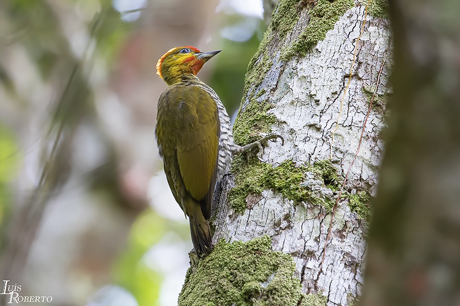 Carpintero Gorjigualdo - ML642757521