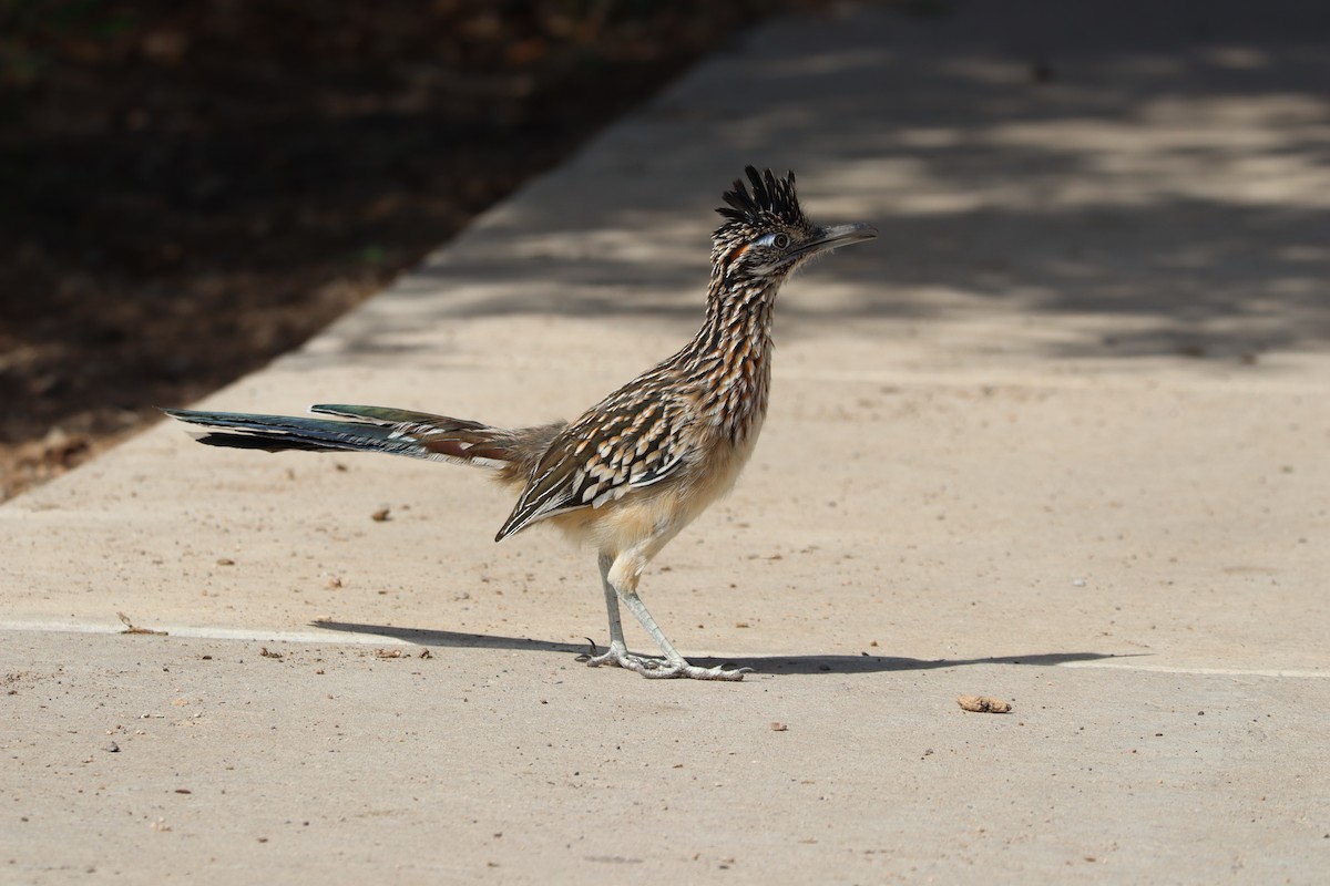 Greater Roadrunner - ML642757540