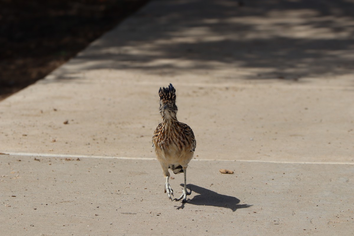 Greater Roadrunner - ML642757541