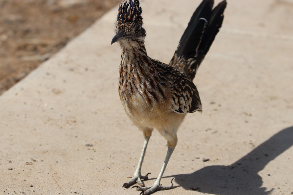 Greater Roadrunner - ML642757543