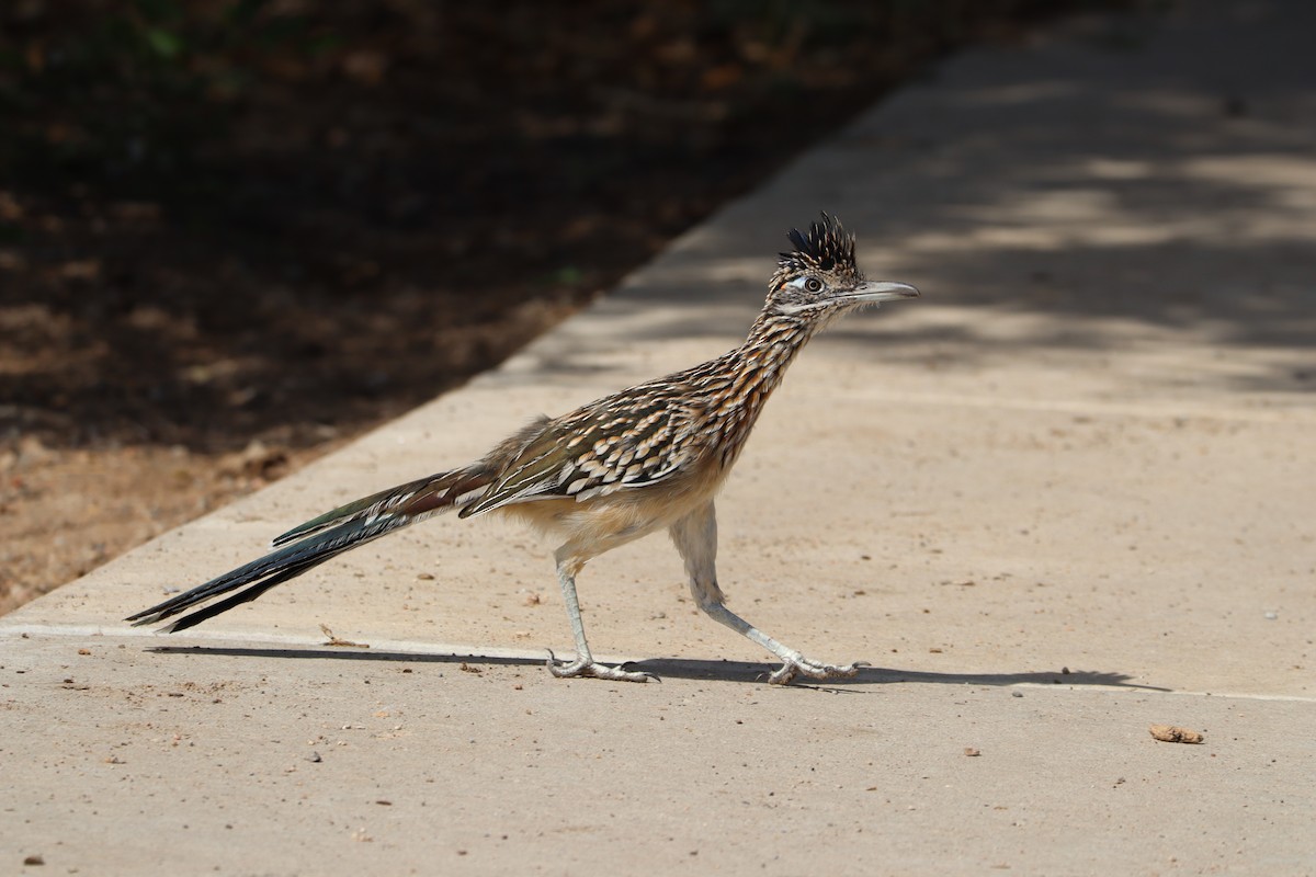 Greater Roadrunner - ML642757544