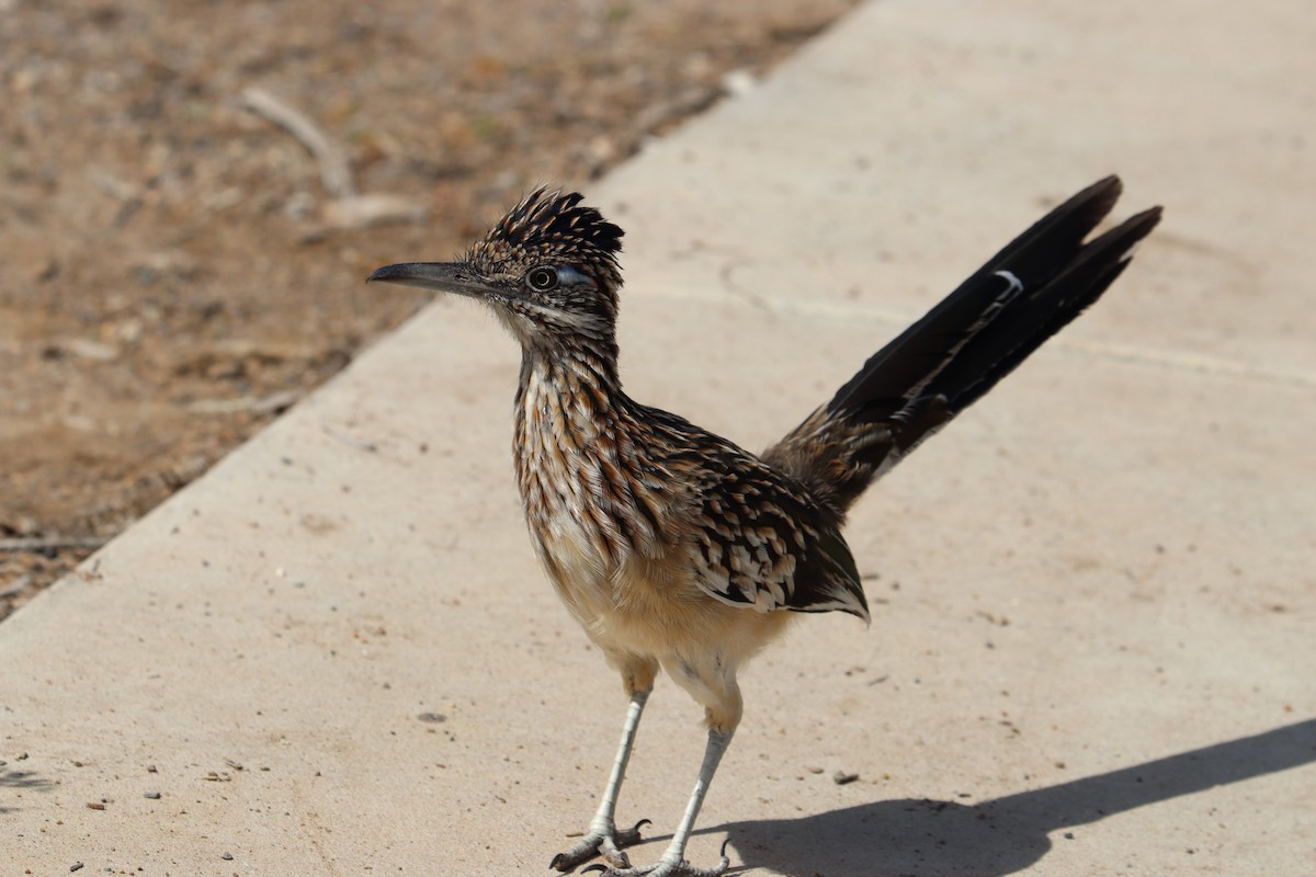 Greater Roadrunner - ML642757545