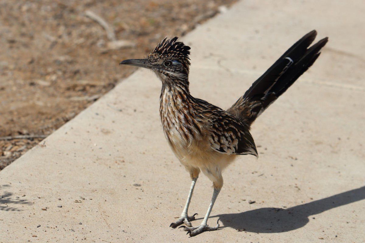 Greater Roadrunner - ML642757546