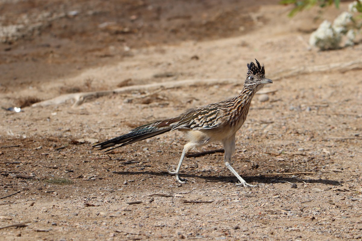 Greater Roadrunner - ML642757547