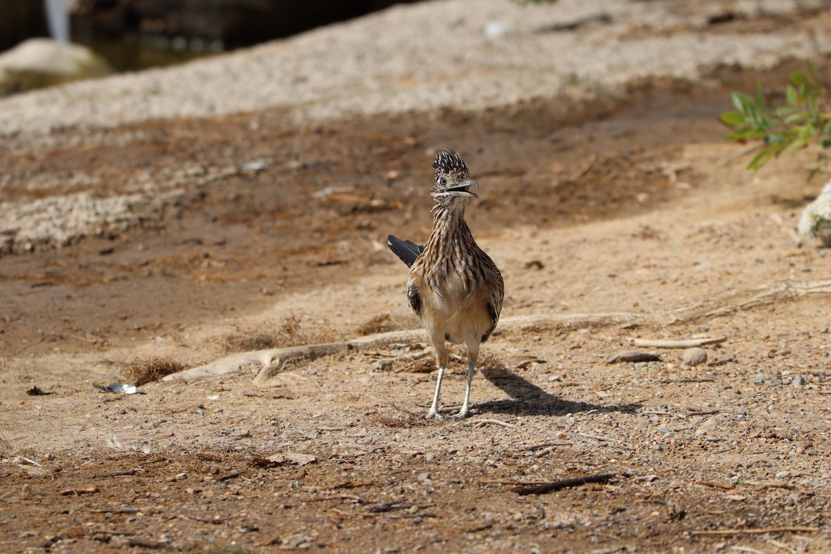 Greater Roadrunner - ML642757548