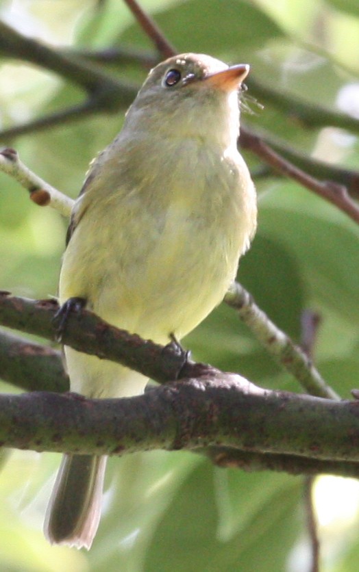 Yellow-bellied Flycatcher - ML642757558