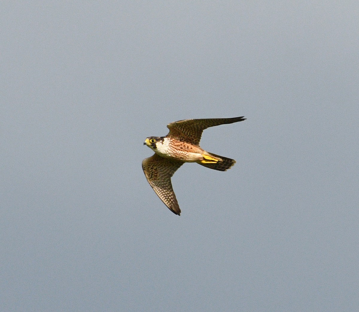 Falco pellegrino - ML642757571