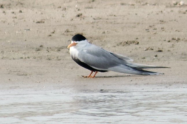 Black-bellied Tern - ML642757578