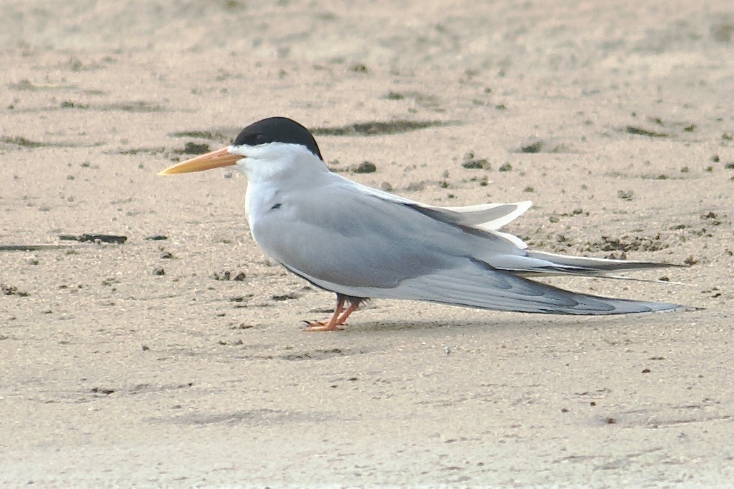 Black-bellied Tern - ML642757579