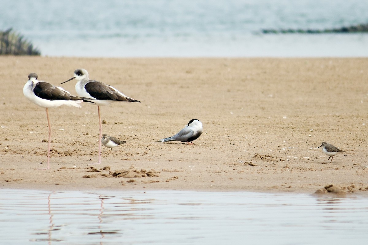 Black-bellied Tern - ML642757580