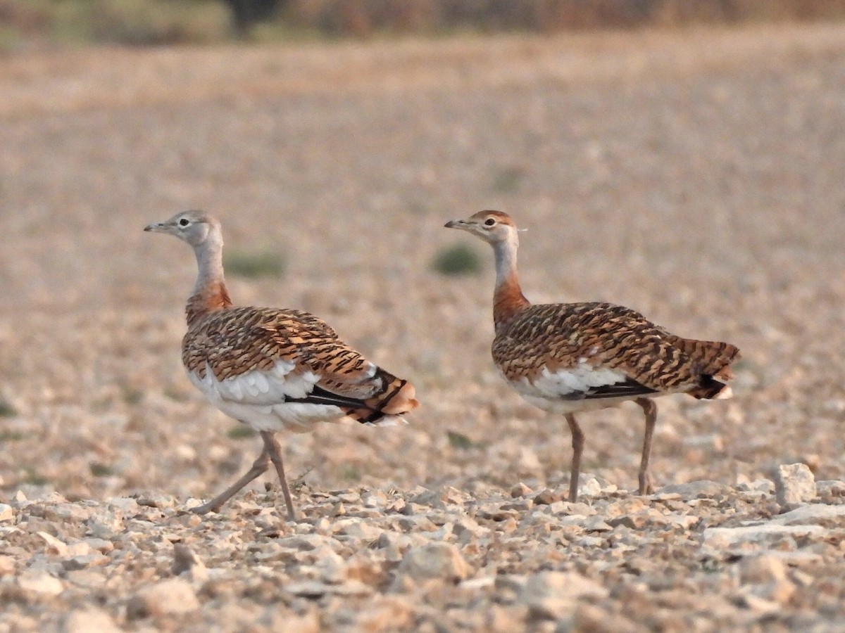 Great Bustard - ML642757593