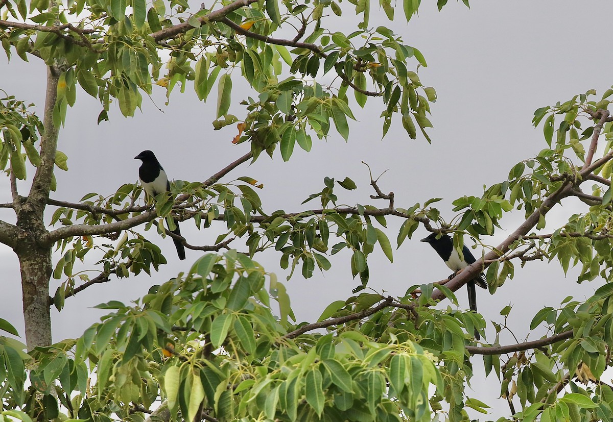 Oriental Magpie - ML642757595