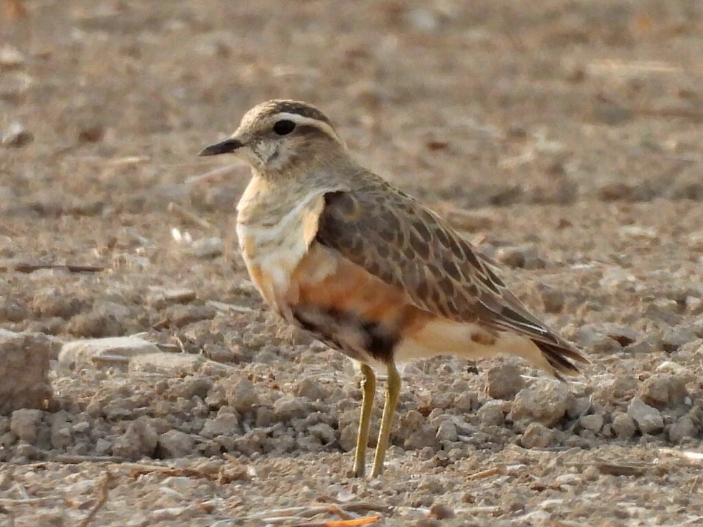 Eurasian Dotterel - ML642757604