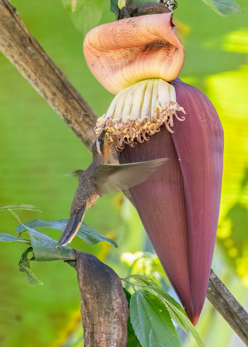 Saw-billed Hermit - ML642757612