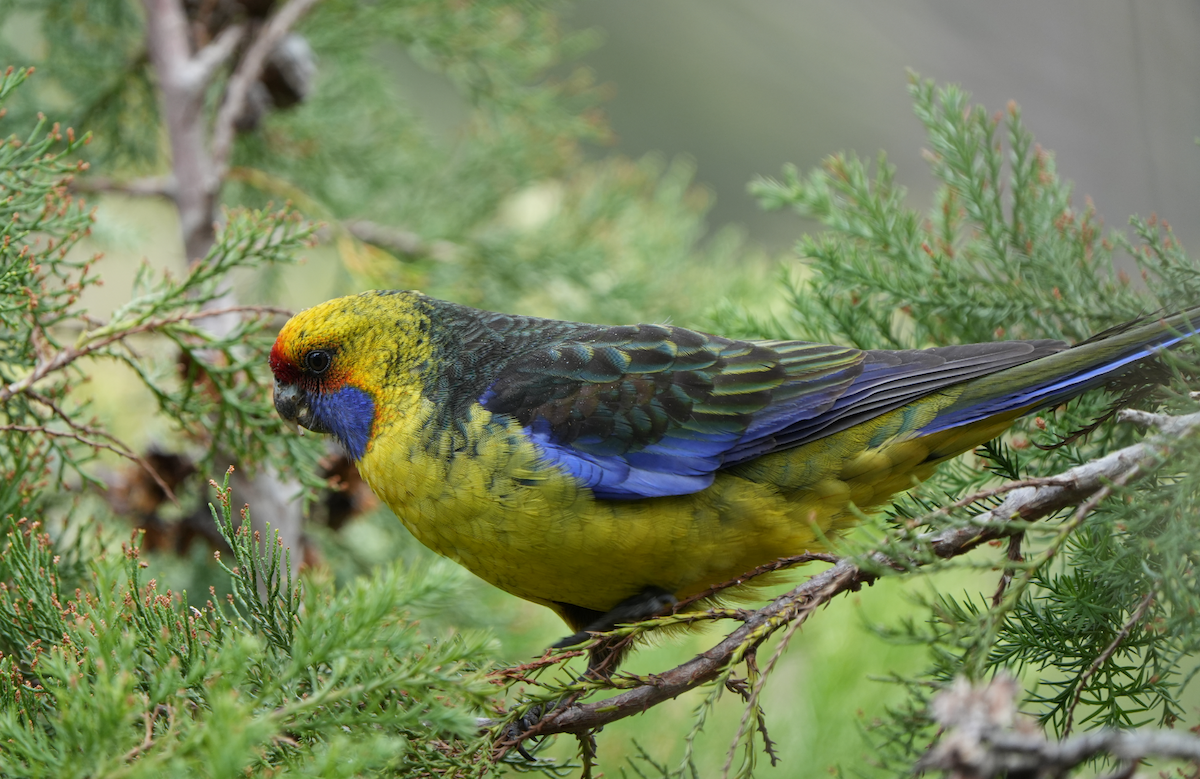 Green Rosella - ML642757620
