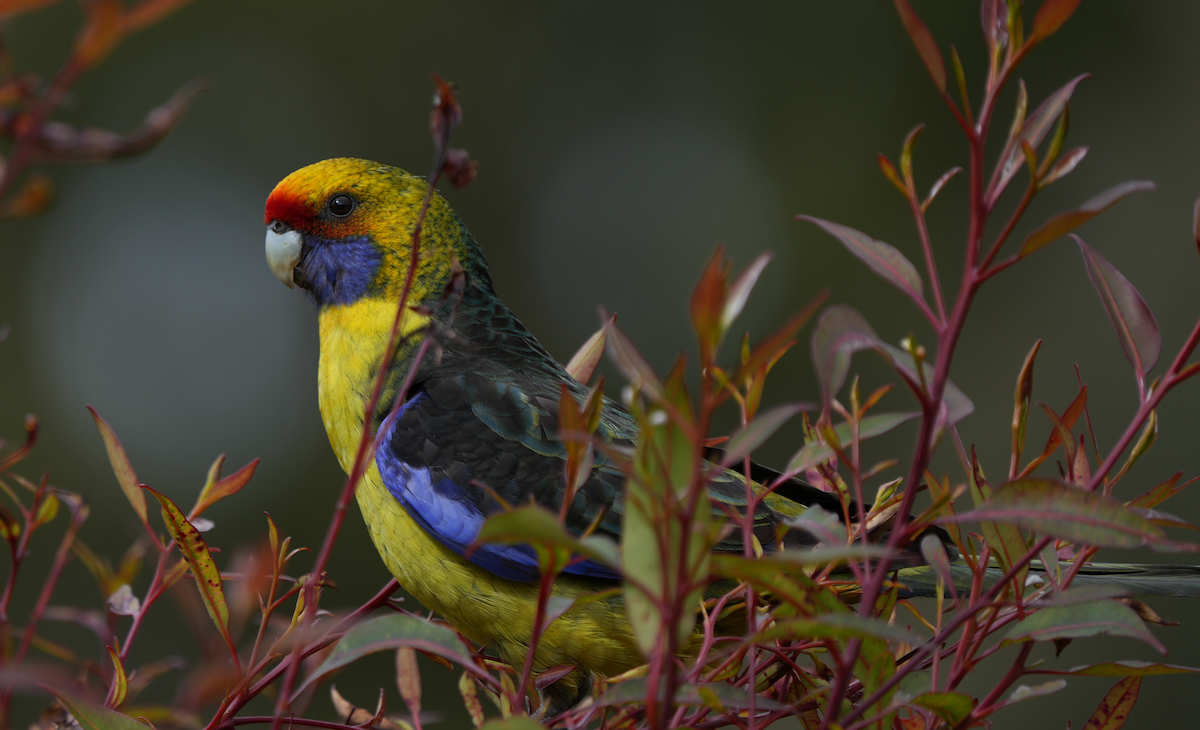 Green Rosella - ML642757621