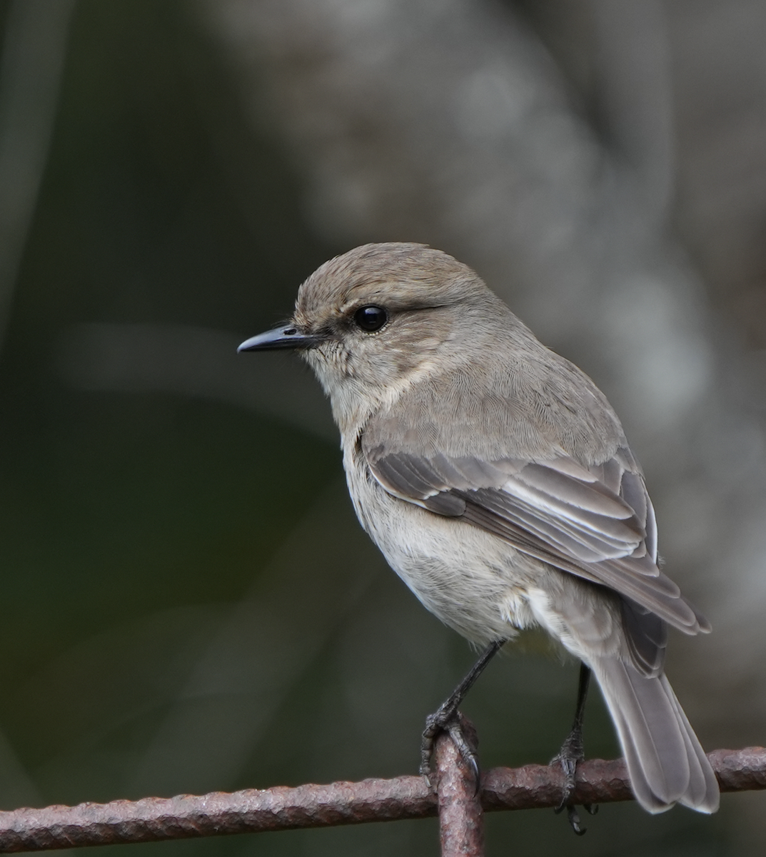 Dusky Robin - ML642757633