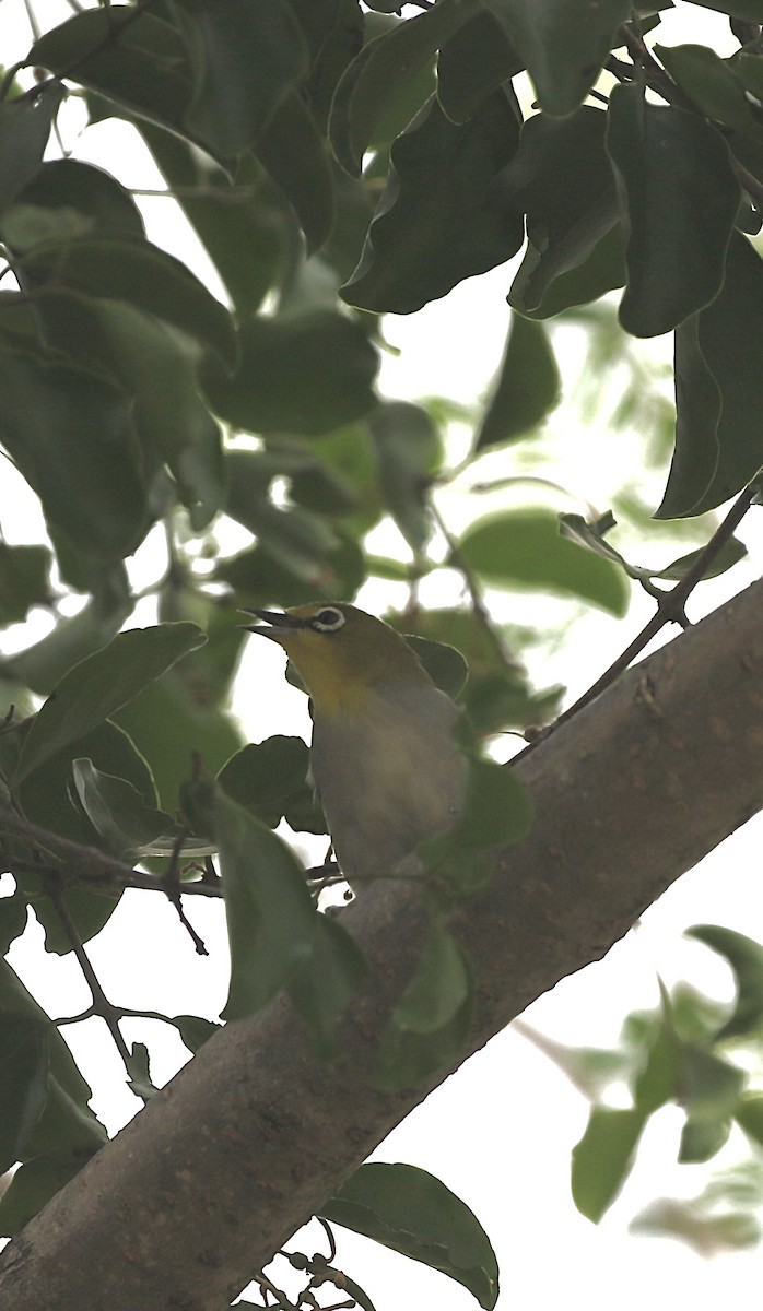 Swinhoe's White-eye - ML642757636