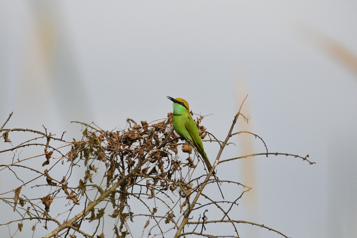 Asian Green Bee-eater - ML642757654