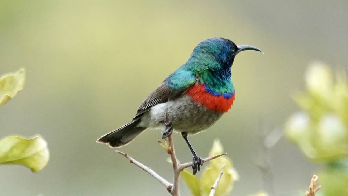 Southern Double-collared Sunbird - ML642757676