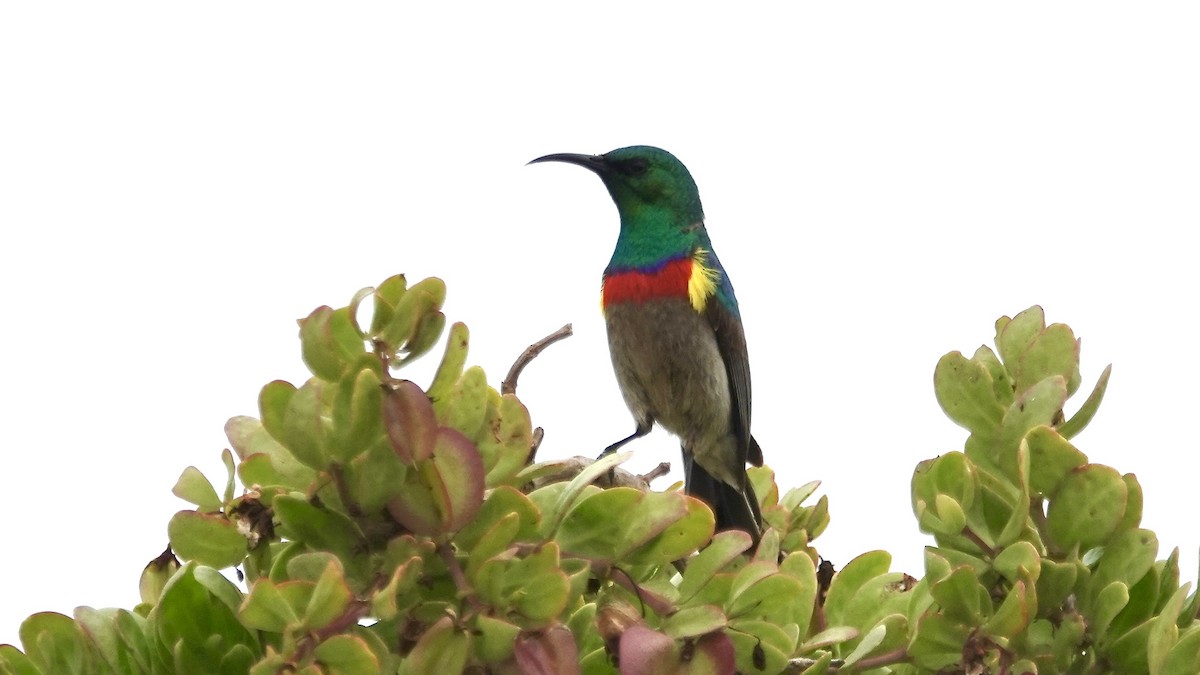 Southern Double-collared Sunbird - ML642757678
